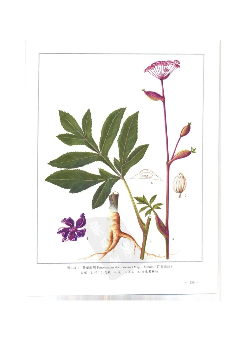 中国本草彩色图鉴（常用中药篇）（上卷）（钱信忠）_绝版书_天涯系列_t涯_绝版古籍电子书合集（13大类）_医书类_中国本草彩色图鉴（常用中药篇）_3册