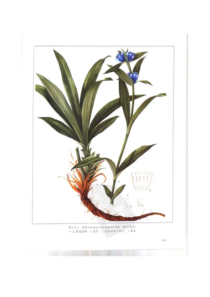 中国本草彩色图鉴（常用中药篇）（上卷）（钱信忠）_绝版书_天涯系列_t涯_绝版古籍电子书合集（13大类）_医书类_中国本草彩色图鉴（常用中药篇）_3册