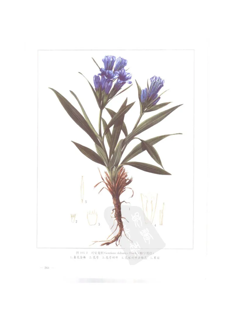 中国本草彩色图鉴（常用中药篇）（上卷）（钱信忠）_绝版书_天涯系列_t涯_绝版古籍电子书合集（13大类）_医书类_中国本草彩色图鉴（常用中药篇）_3册