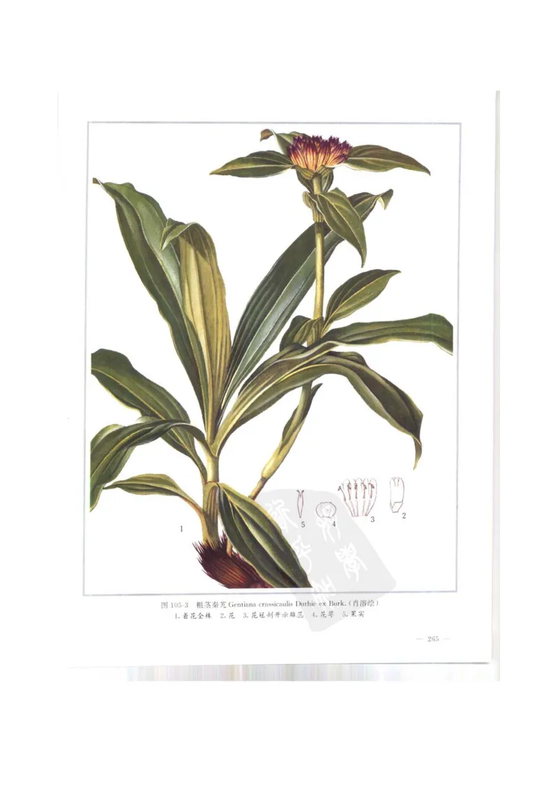 中国本草彩色图鉴（常用中药篇）（上卷）（钱信忠）_绝版书_天涯系列_t涯_绝版古籍电子书合集（13大类）_医书类_中国本草彩色图鉴（常用中药篇）_3册