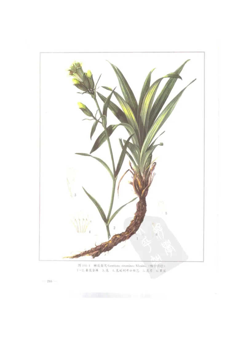 中国本草彩色图鉴（常用中药篇）（上卷）（钱信忠）_绝版书_天涯系列_t涯_绝版古籍电子书合集（13大类）_医书类_中国本草彩色图鉴（常用中药篇）_3册