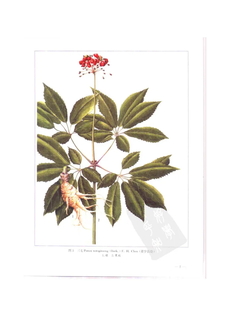 中国本草彩色图鉴（常用中药篇）（上卷）（钱信忠）_绝版书_天涯系列_t涯_绝版古籍电子书合集（13大类）_医书类_中国本草彩色图鉴（常用中药篇）_3册