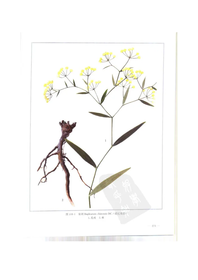 中国本草彩色图鉴（常用中药篇）（上卷）（钱信忠）_绝版书_天涯系列_t涯_绝版古籍电子书合集（13大类）_医书类_中国本草彩色图鉴（常用中药篇）_3册