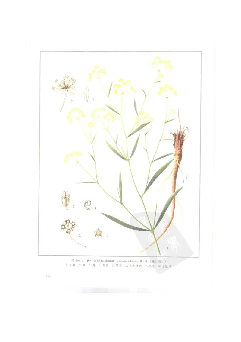 中国本草彩色图鉴（常用中药篇）（上卷）（钱信忠）_绝版书_天涯系列_t涯_绝版古籍电子书合集（13大类）_医书类_中国本草彩色图鉴（常用中药篇）_3册