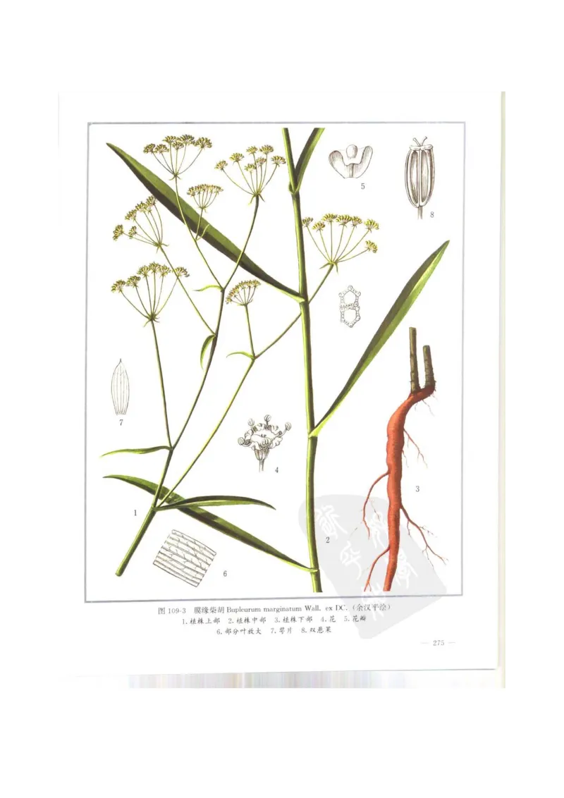 中国本草彩色图鉴（常用中药篇）（上卷）（钱信忠）_绝版书_天涯系列_t涯_绝版古籍电子书合集（13大类）_医书类_中国本草彩色图鉴（常用中药篇）_3册