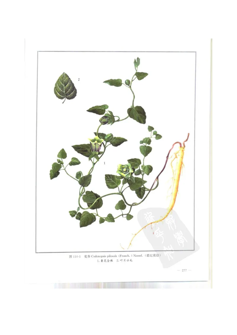 中国本草彩色图鉴（常用中药篇）（上卷）（钱信忠）_绝版书_天涯系列_t涯_绝版古籍电子书合集（13大类）_医书类_中国本草彩色图鉴（常用中药篇）_3册