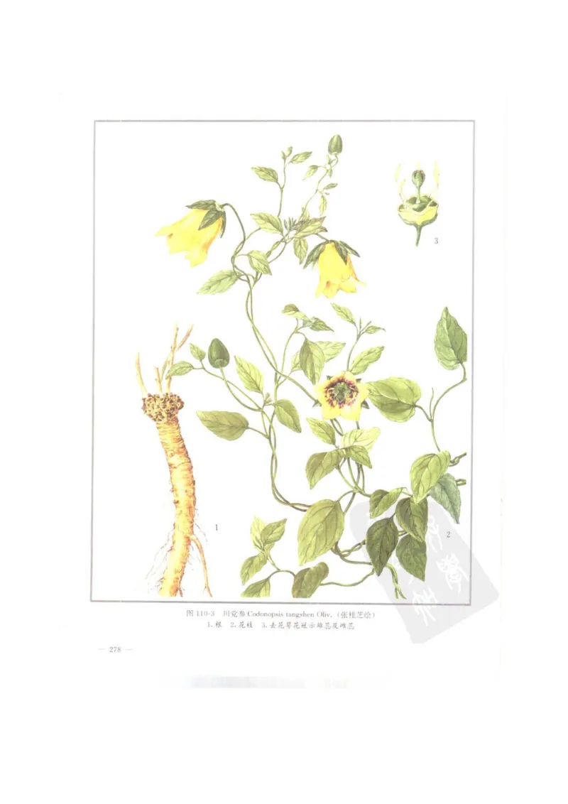 中国本草彩色图鉴（常用中药篇）（上卷）（钱信忠）_绝版书_天涯系列_t涯_绝版古籍电子书合集（13大类）_医书类_中国本草彩色图鉴（常用中药篇）_3册