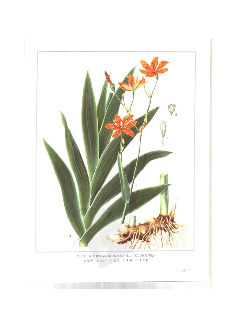 中国本草彩色图鉴（常用中药篇）（上卷）（钱信忠）_绝版书_天涯系列_t涯_绝版古籍电子书合集（13大类）_医书类_中国本草彩色图鉴（常用中药篇）_3册