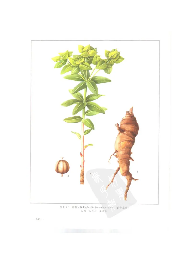 中国本草彩色图鉴（常用中药篇）（上卷）（钱信忠）_绝版书_天涯系列_t涯_绝版古籍电子书合集（13大类）_医书类_中国本草彩色图鉴（常用中药篇）_3册