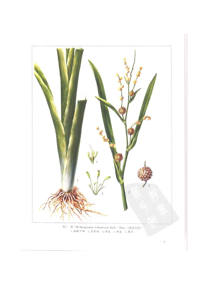 中国本草彩色图鉴（常用中药篇）（上卷）（钱信忠）_绝版书_天涯系列_t涯_绝版古籍电子书合集（13大类）_医书类_中国本草彩色图鉴（常用中药篇）_3册