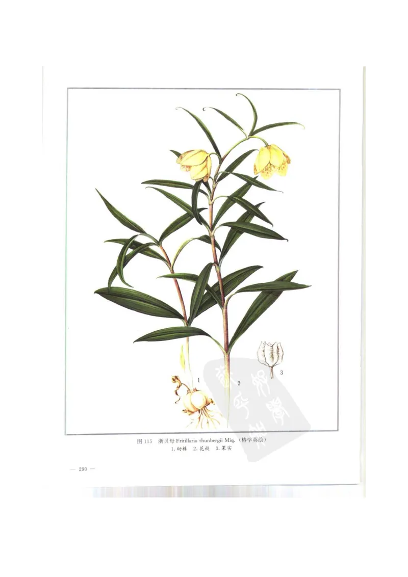 中国本草彩色图鉴（常用中药篇）（上卷）（钱信忠）_绝版书_天涯系列_t涯_绝版古籍电子书合集（13大类）_医书类_中国本草彩色图鉴（常用中药篇）_3册