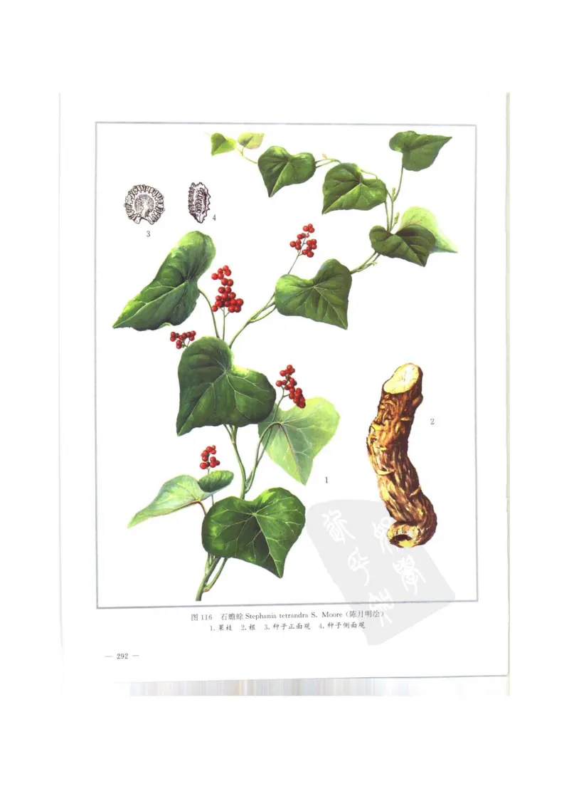 中国本草彩色图鉴（常用中药篇）（上卷）（钱信忠）_绝版书_天涯系列_t涯_绝版古籍电子书合集（13大类）_医书类_中国本草彩色图鉴（常用中药篇）_3册