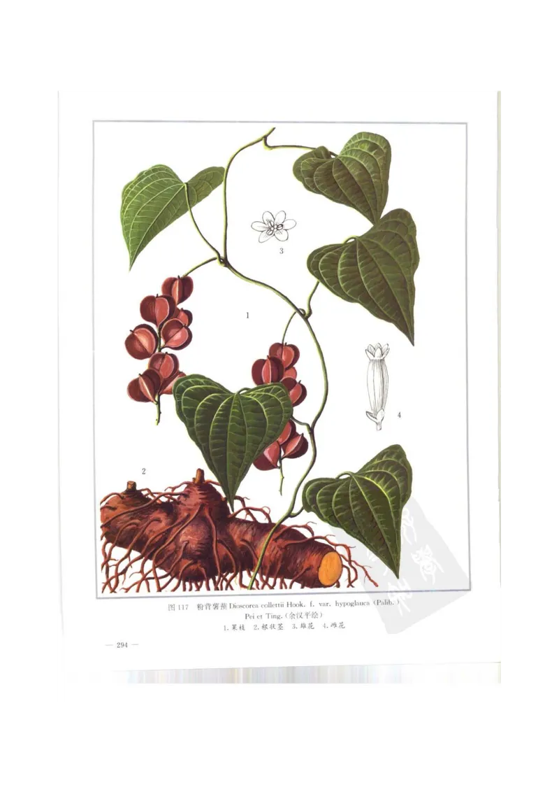 中国本草彩色图鉴（常用中药篇）（上卷）（钱信忠）_绝版书_天涯系列_t涯_绝版古籍电子书合集（13大类）_医书类_中国本草彩色图鉴（常用中药篇）_3册