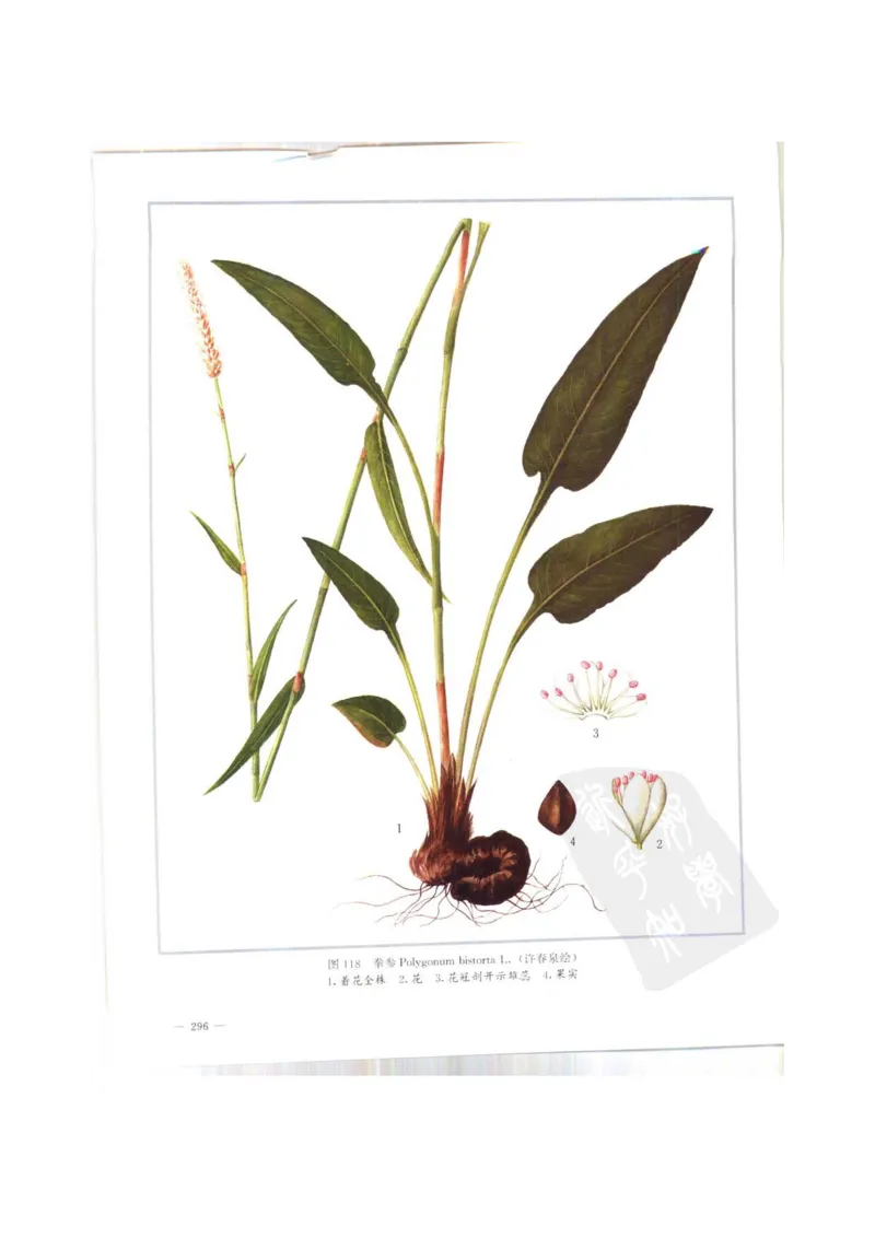 中国本草彩色图鉴（常用中药篇）（上卷）（钱信忠）_绝版书_天涯系列_t涯_绝版古籍电子书合集（13大类）_医书类_中国本草彩色图鉴（常用中药篇）_3册