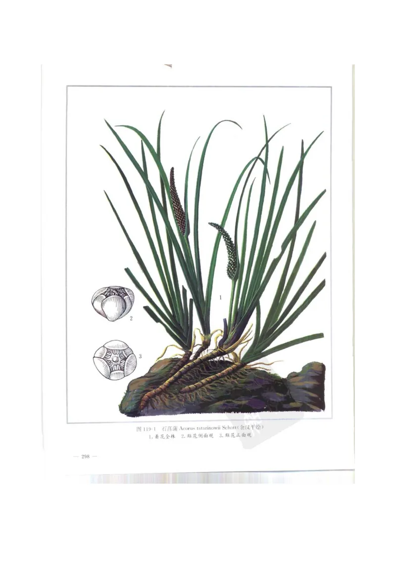 中国本草彩色图鉴（常用中药篇）（上卷）（钱信忠）_绝版书_天涯系列_t涯_绝版古籍电子书合集（13大类）_医书类_中国本草彩色图鉴（常用中药篇）_3册