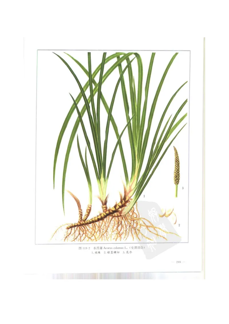 中国本草彩色图鉴（常用中药篇）（上卷）（钱信忠）_绝版书_天涯系列_t涯_绝版古籍电子书合集（13大类）_医书类_中国本草彩色图鉴（常用中药篇）_3册