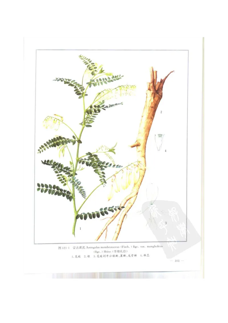 中国本草彩色图鉴（常用中药篇）（上卷）（钱信忠）_绝版书_天涯系列_t涯_绝版古籍电子书合集（13大类）_医书类_中国本草彩色图鉴（常用中药篇）_3册