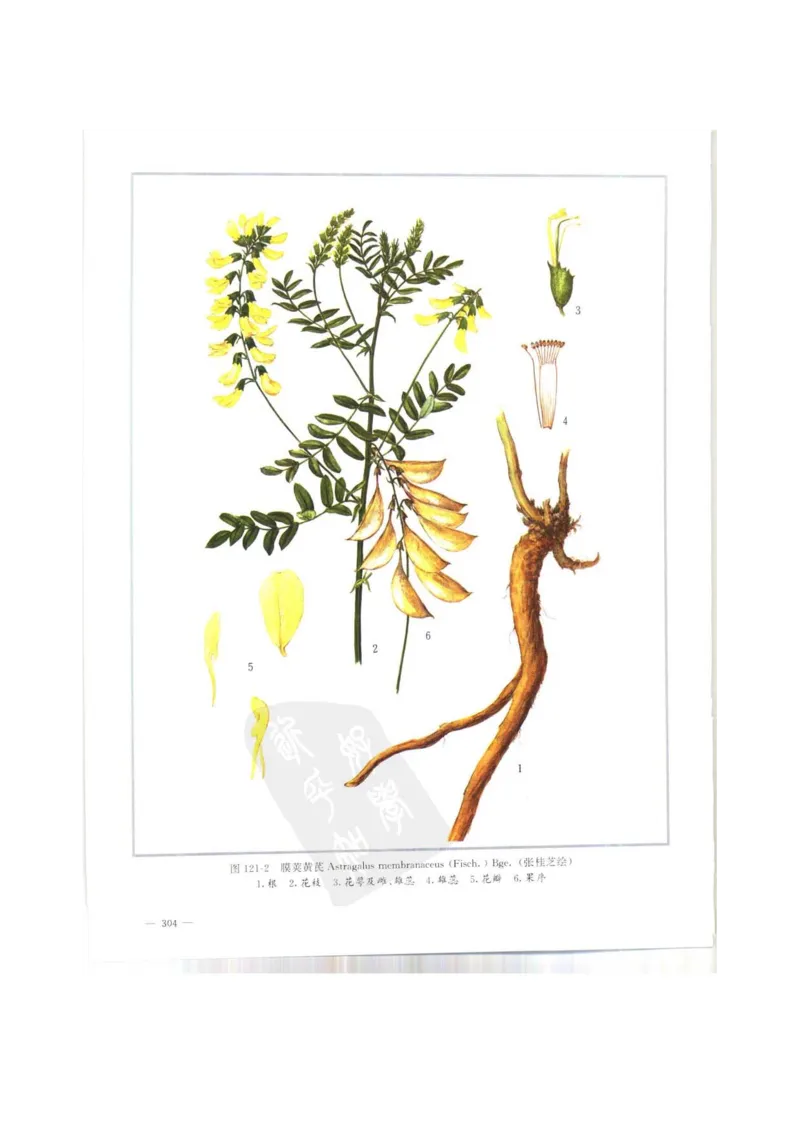 中国本草彩色图鉴（常用中药篇）（上卷）（钱信忠）_绝版书_天涯系列_t涯_绝版古籍电子书合集（13大类）_医书类_中国本草彩色图鉴（常用中药篇）_3册