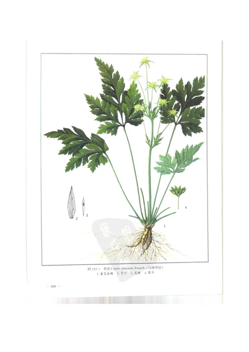 中国本草彩色图鉴（常用中药篇）（上卷）（钱信忠）_绝版书_天涯系列_t涯_绝版古籍电子书合集（13大类）_医书类_中国本草彩色图鉴（常用中药篇）_3册