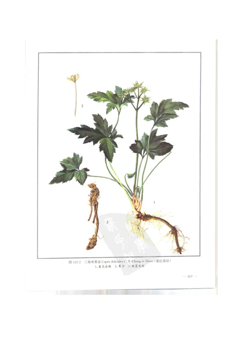 中国本草彩色图鉴（常用中药篇）（上卷）（钱信忠）_绝版书_天涯系列_t涯_绝版古籍电子书合集（13大类）_医书类_中国本草彩色图鉴（常用中药篇）_3册