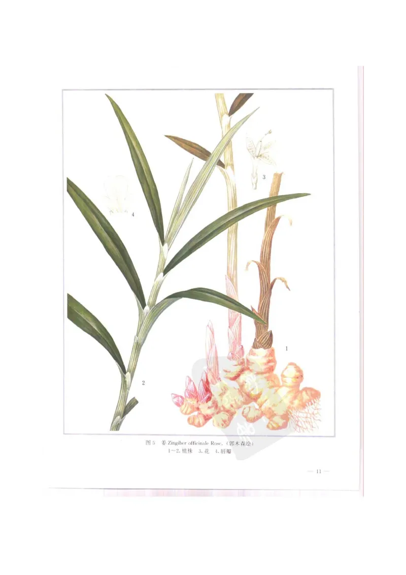 中国本草彩色图鉴（常用中药篇）（上卷）（钱信忠）_绝版书_天涯系列_t涯_绝版古籍电子书合集（13大类）_医书类_中国本草彩色图鉴（常用中药篇）_3册