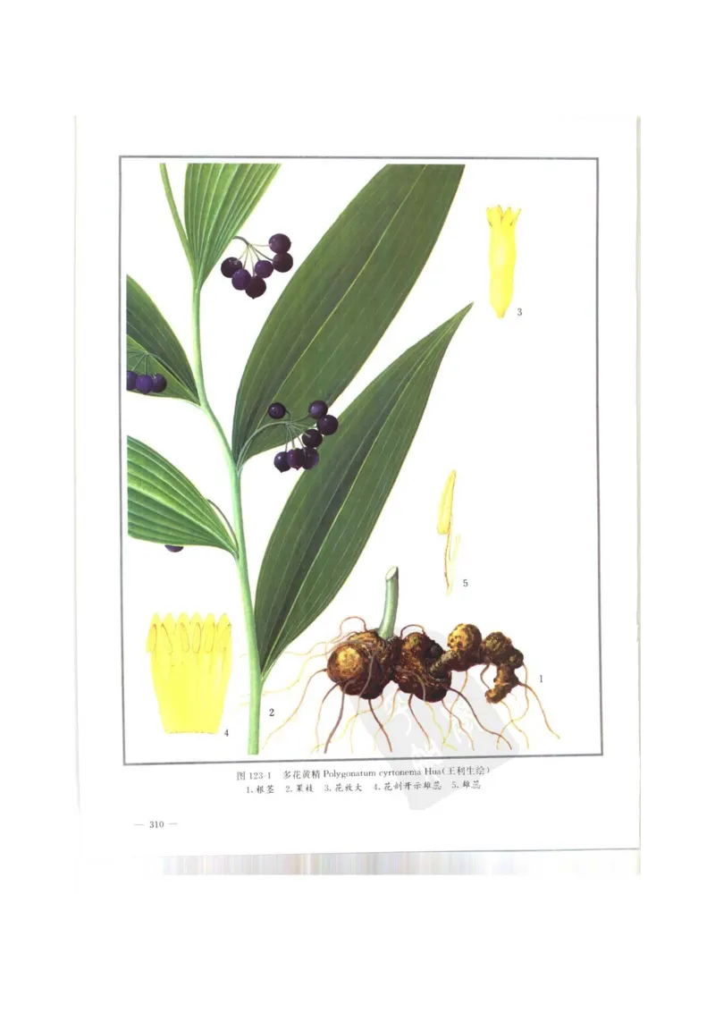 中国本草彩色图鉴（常用中药篇）（上卷）（钱信忠）_绝版书_天涯系列_t涯_绝版古籍电子书合集（13大类）_医书类_中国本草彩色图鉴（常用中药篇）_3册