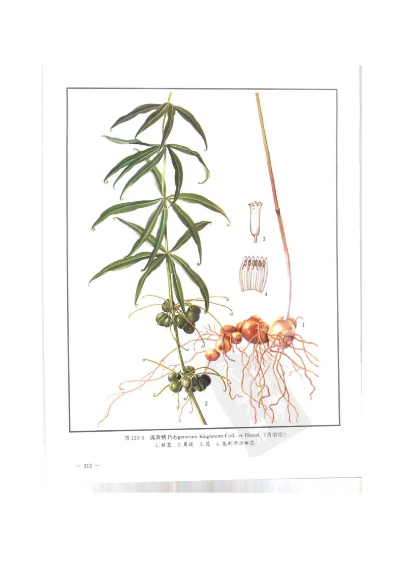 中国本草彩色图鉴（常用中药篇）（上卷）（钱信忠）_绝版书_天涯系列_t涯_绝版古籍电子书合集（13大类）_医书类_中国本草彩色图鉴（常用中药篇）_3册