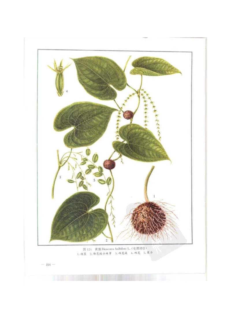 中国本草彩色图鉴（常用中药篇）（上卷）（钱信忠）_绝版书_天涯系列_t涯_绝版古籍电子书合集（13大类）_医书类_中国本草彩色图鉴（常用中药篇）_3册