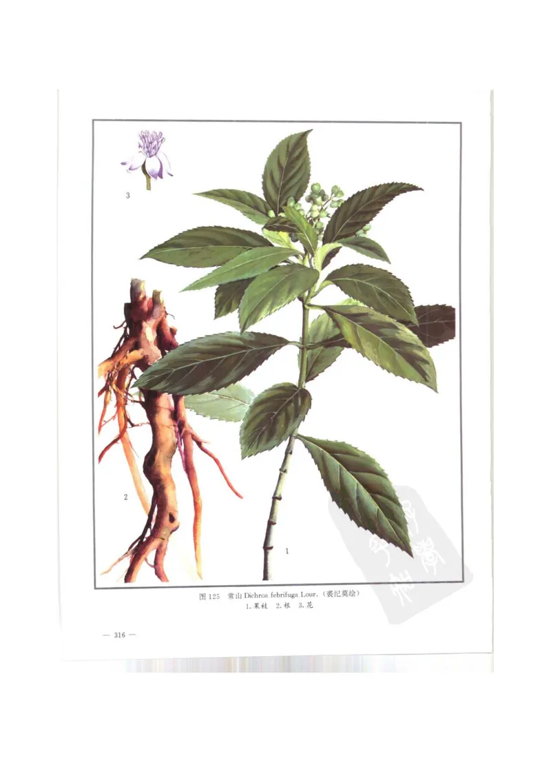 中国本草彩色图鉴（常用中药篇）（上卷）（钱信忠）_绝版书_天涯系列_t涯_绝版古籍电子书合集（13大类）_医书类_中国本草彩色图鉴（常用中药篇）_3册