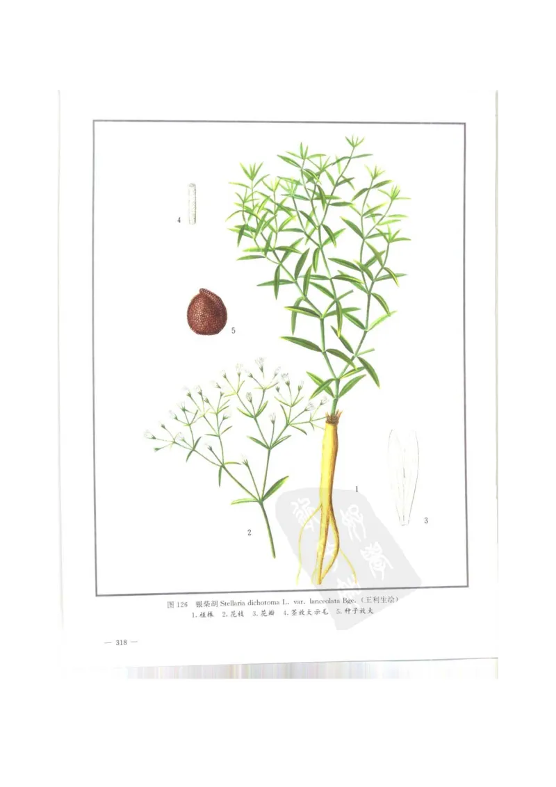 中国本草彩色图鉴（常用中药篇）（上卷）（钱信忠）_绝版书_天涯系列_t涯_绝版古籍电子书合集（13大类）_医书类_中国本草彩色图鉴（常用中药篇）_3册