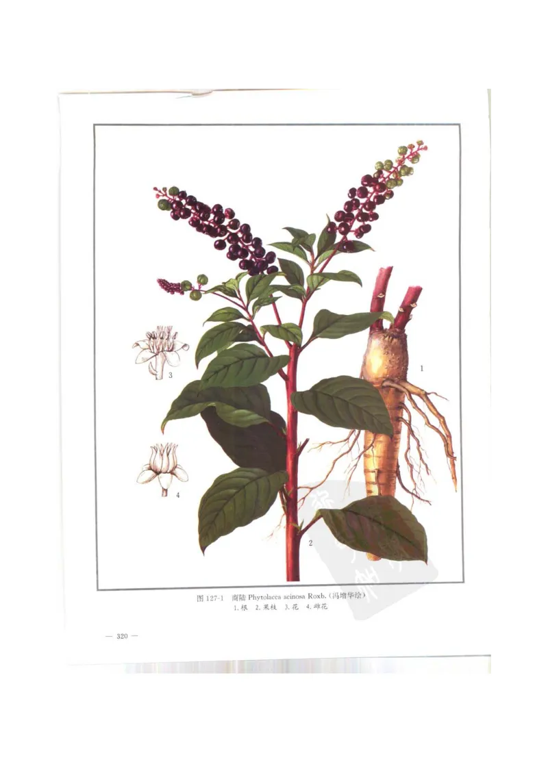 中国本草彩色图鉴（常用中药篇）（上卷）（钱信忠）_绝版书_天涯系列_t涯_绝版古籍电子书合集（13大类）_医书类_中国本草彩色图鉴（常用中药篇）_3册