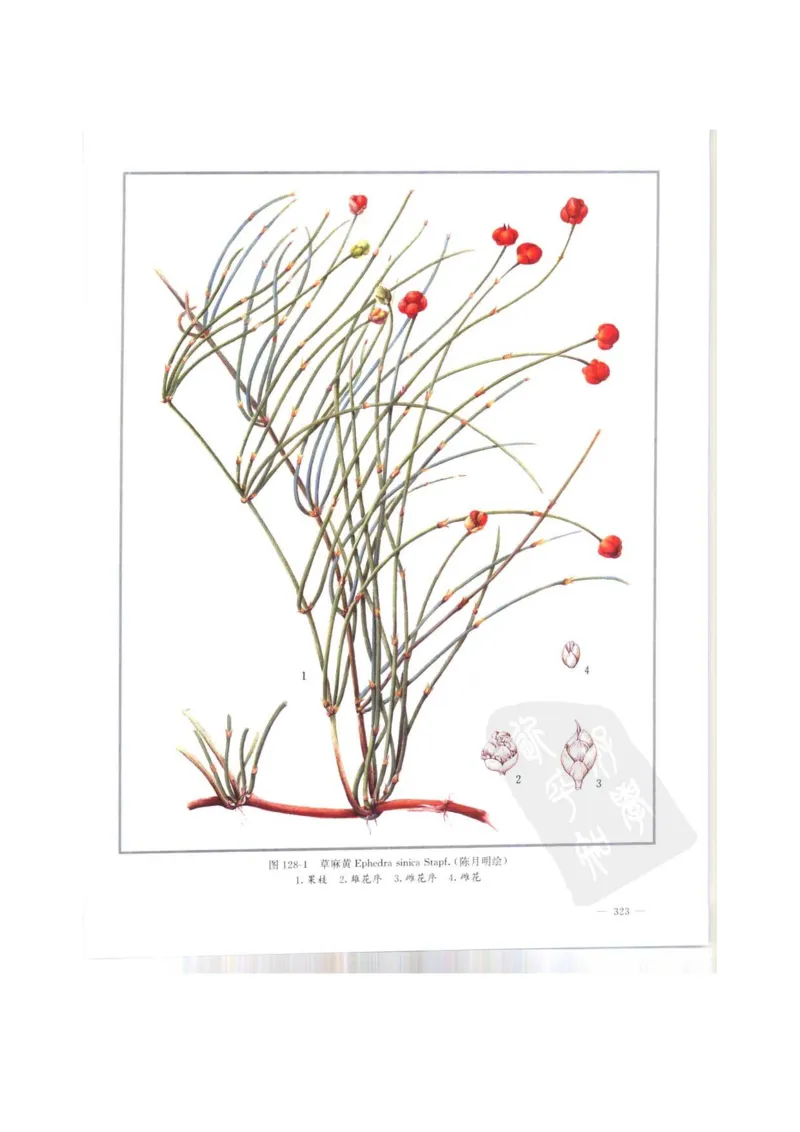 中国本草彩色图鉴（常用中药篇）（上卷）（钱信忠）_绝版书_天涯系列_t涯_绝版古籍电子书合集（13大类）_医书类_中国本草彩色图鉴（常用中药篇）_3册