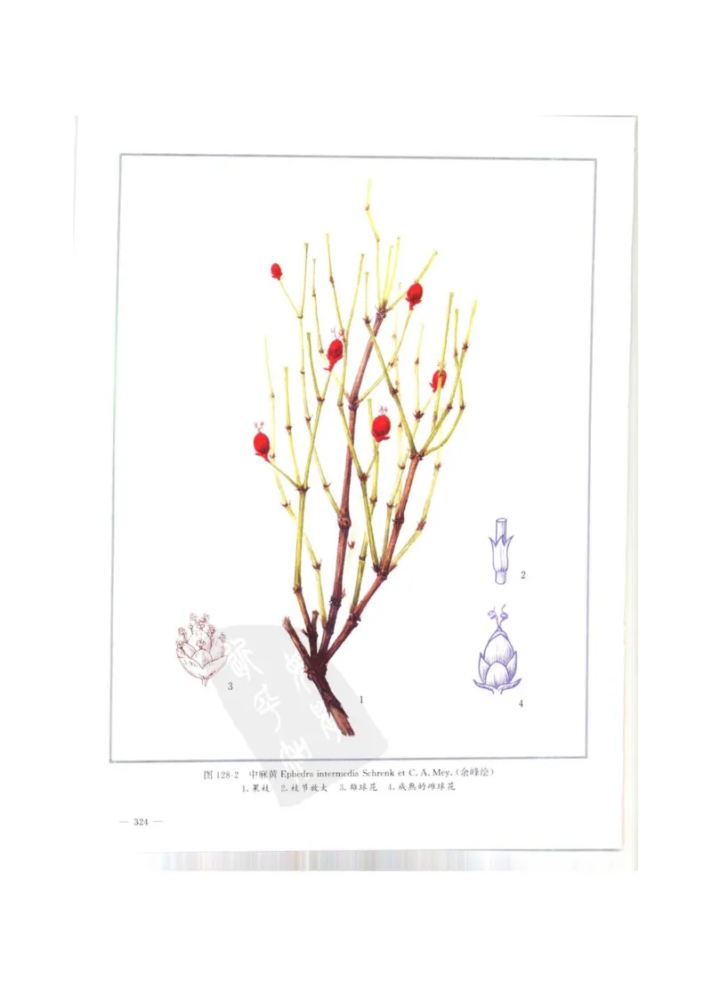 中国本草彩色图鉴（常用中药篇）（上卷）（钱信忠）_绝版书_天涯系列_t涯_绝版古籍电子书合集（13大类）_医书类_中国本草彩色图鉴（常用中药篇）_3册