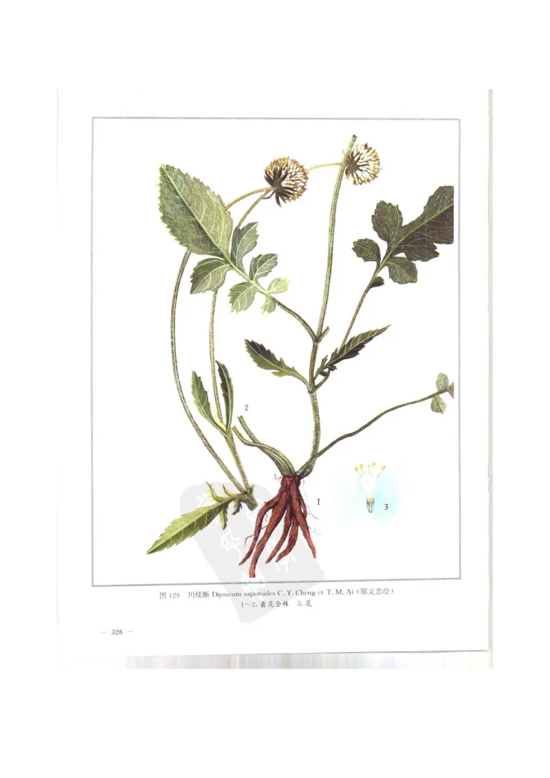 中国本草彩色图鉴（常用中药篇）（上卷）（钱信忠）_绝版书_天涯系列_t涯_绝版古籍电子书合集（13大类）_医书类_中国本草彩色图鉴（常用中药篇）_3册