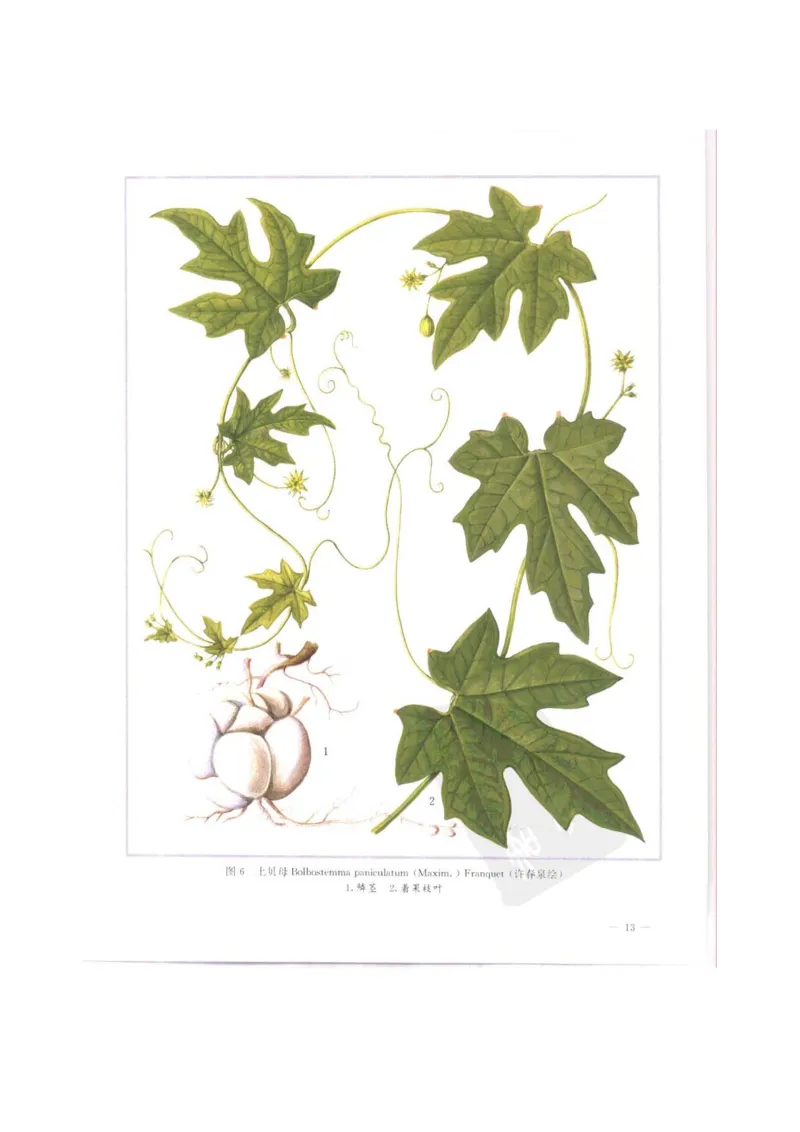 中国本草彩色图鉴（常用中药篇）（上卷）（钱信忠）_绝版书_天涯系列_t涯_绝版古籍电子书合集（13大类）_医书类_中国本草彩色图鉴（常用中药篇）_3册