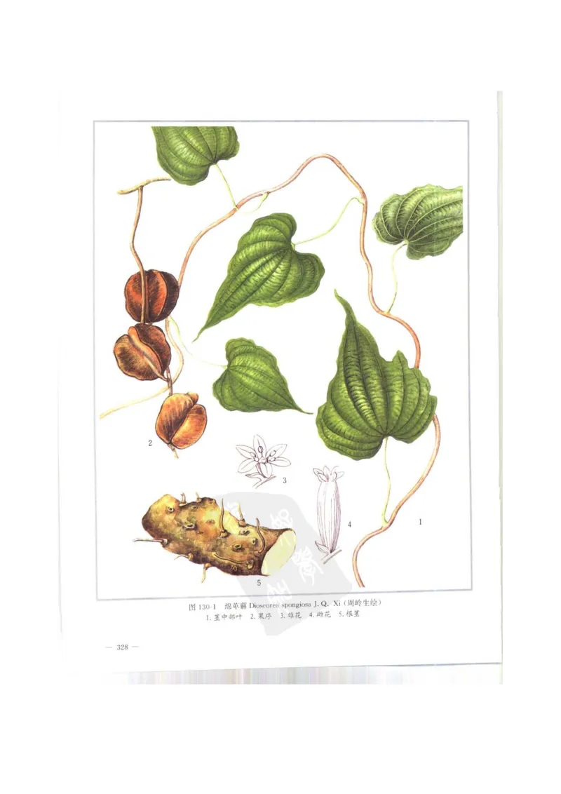 中国本草彩色图鉴（常用中药篇）（上卷）（钱信忠）_绝版书_天涯系列_t涯_绝版古籍电子书合集（13大类）_医书类_中国本草彩色图鉴（常用中药篇）_3册