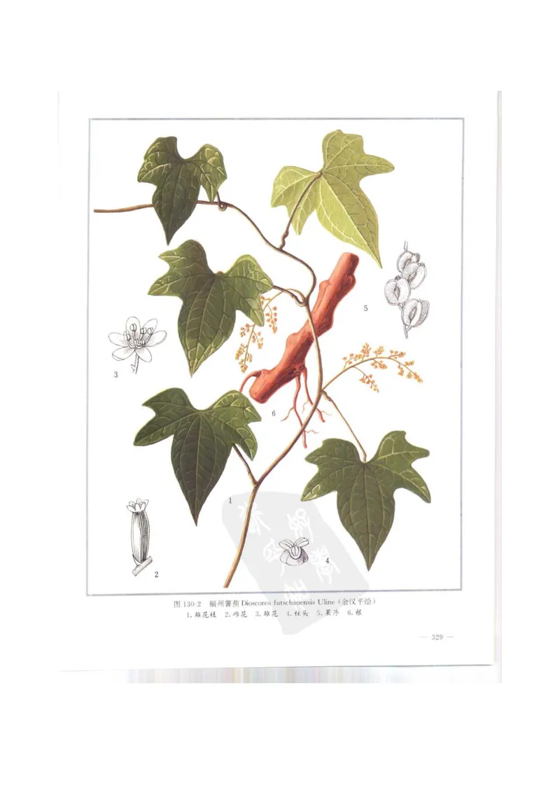 中国本草彩色图鉴（常用中药篇）（上卷）（钱信忠）_绝版书_天涯系列_t涯_绝版古籍电子书合集（13大类）_医书类_中国本草彩色图鉴（常用中药篇）_3册