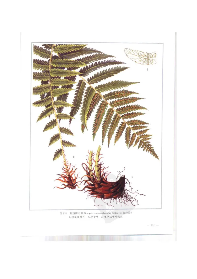 中国本草彩色图鉴（常用中药篇）（上卷）（钱信忠）_绝版书_天涯系列_t涯_绝版古籍电子书合集（13大类）_医书类_中国本草彩色图鉴（常用中药篇）_3册