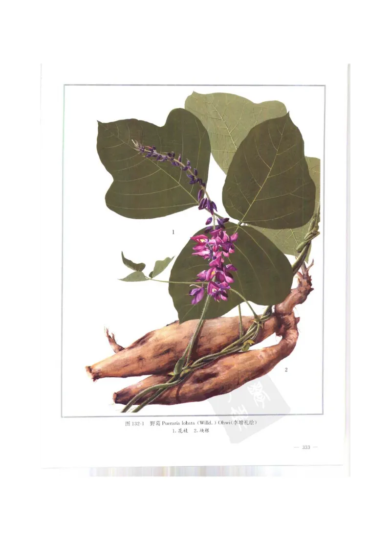 中国本草彩色图鉴（常用中药篇）（上卷）（钱信忠）_绝版书_天涯系列_t涯_绝版古籍电子书合集（13大类）_医书类_中国本草彩色图鉴（常用中药篇）_3册