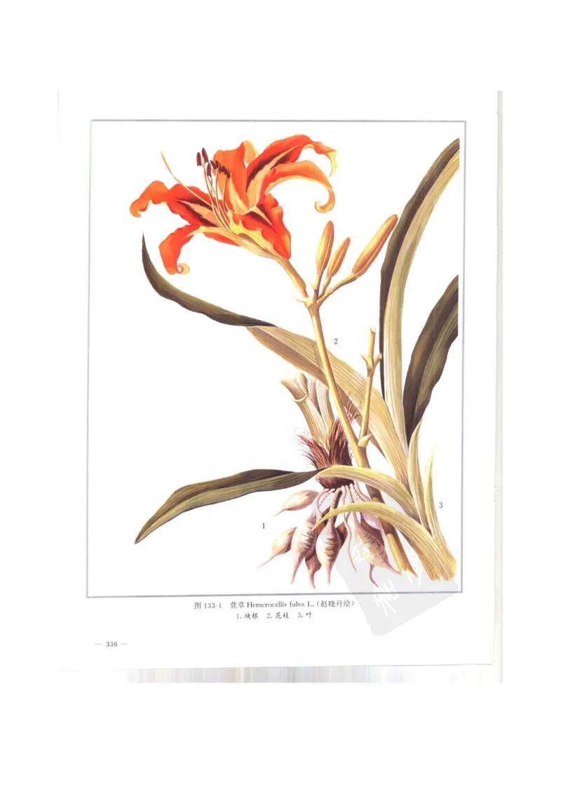 中国本草彩色图鉴（常用中药篇）（上卷）（钱信忠）_绝版书_天涯系列_t涯_绝版古籍电子书合集（13大类）_医书类_中国本草彩色图鉴（常用中药篇）_3册