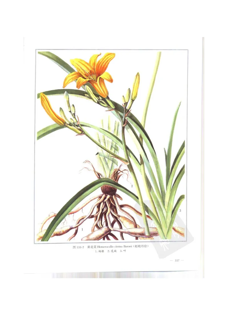 中国本草彩色图鉴（常用中药篇）（上卷）（钱信忠）_绝版书_天涯系列_t涯_绝版古籍电子书合集（13大类）_医书类_中国本草彩色图鉴（常用中药篇）_3册