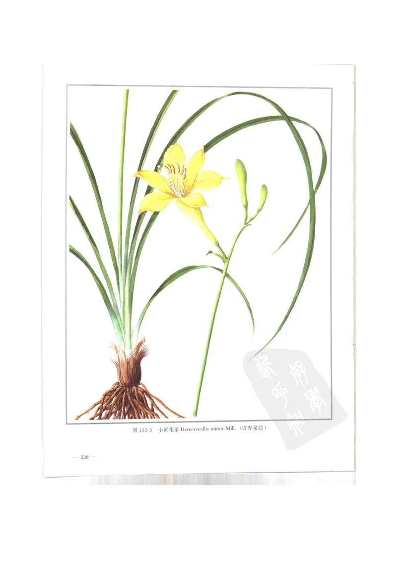 中国本草彩色图鉴（常用中药篇）（上卷）（钱信忠）_绝版书_天涯系列_t涯_绝版古籍电子书合集（13大类）_医书类_中国本草彩色图鉴（常用中药篇）_3册