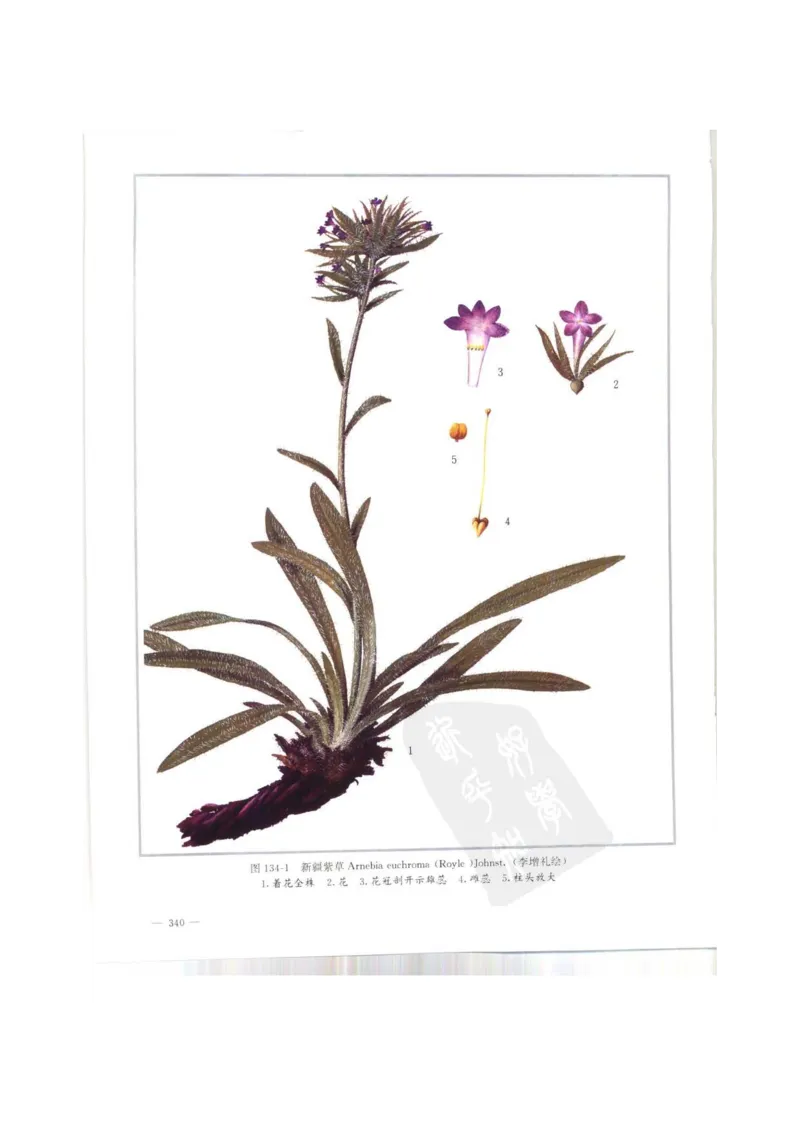 中国本草彩色图鉴（常用中药篇）（上卷）（钱信忠）_绝版书_天涯系列_t涯_绝版古籍电子书合集（13大类）_医书类_中国本草彩色图鉴（常用中药篇）_3册