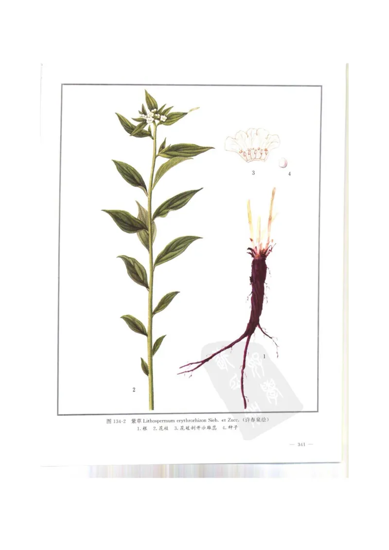 中国本草彩色图鉴（常用中药篇）（上卷）（钱信忠）_绝版书_天涯系列_t涯_绝版古籍电子书合集（13大类）_医书类_中国本草彩色图鉴（常用中药篇）_3册