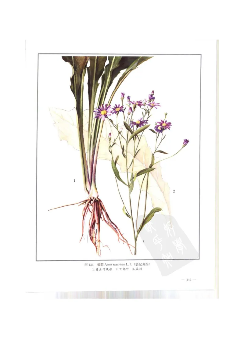 中国本草彩色图鉴（常用中药篇）（上卷）（钱信忠）_绝版书_天涯系列_t涯_绝版古籍电子书合集（13大类）_医书类_中国本草彩色图鉴（常用中药篇）_3册