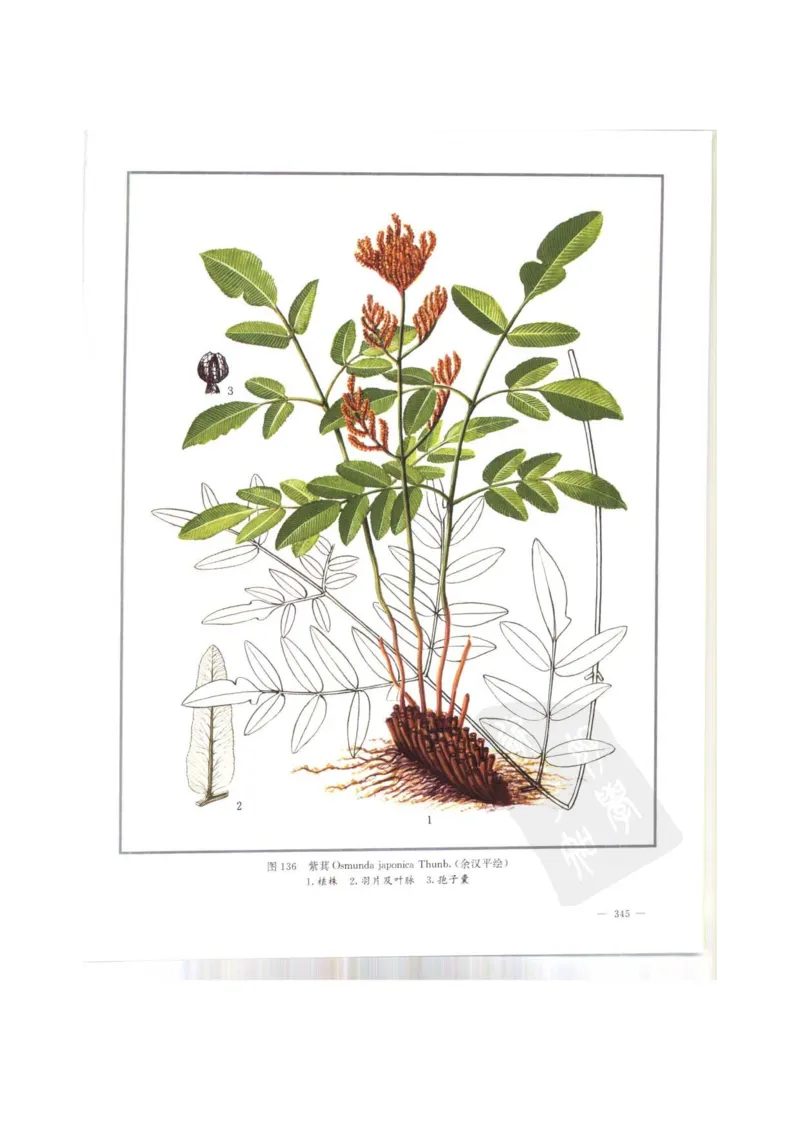 中国本草彩色图鉴（常用中药篇）（上卷）（钱信忠）_绝版书_天涯系列_t涯_绝版古籍电子书合集（13大类）_医书类_中国本草彩色图鉴（常用中药篇）_3册