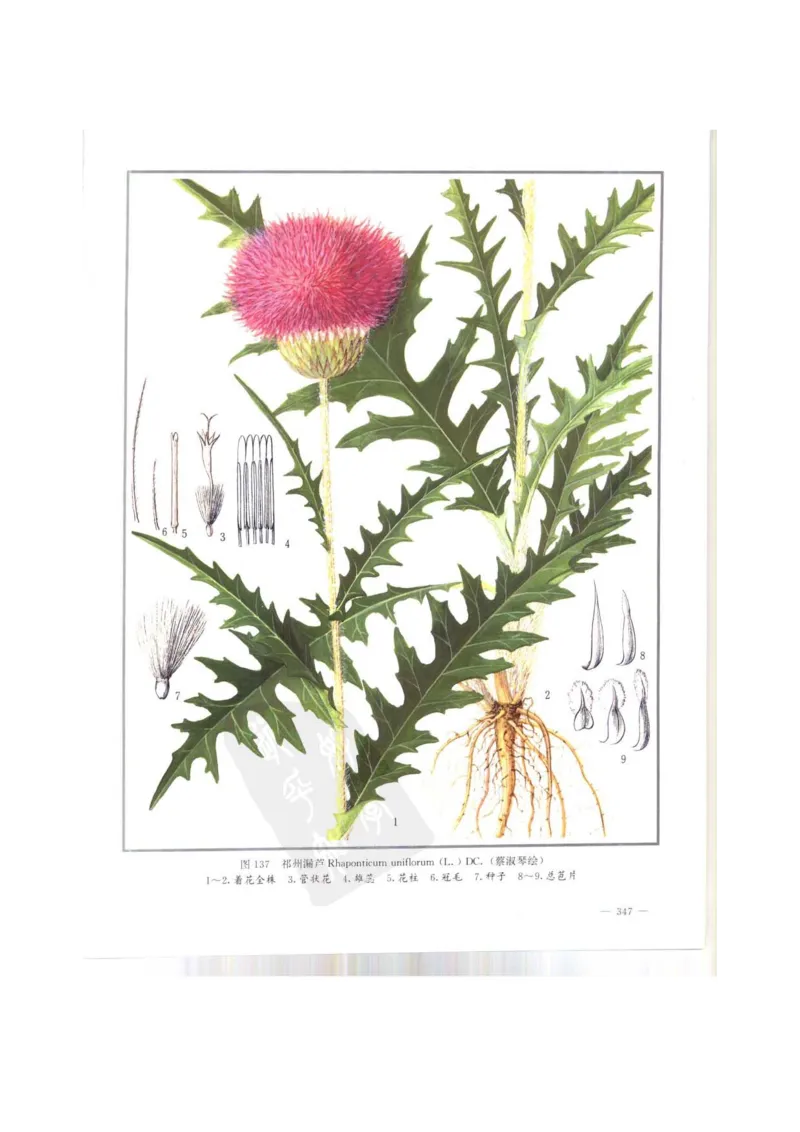 中国本草彩色图鉴（常用中药篇）（上卷）（钱信忠）_绝版书_天涯系列_t涯_绝版古籍电子书合集（13大类）_医书类_中国本草彩色图鉴（常用中药篇）_3册