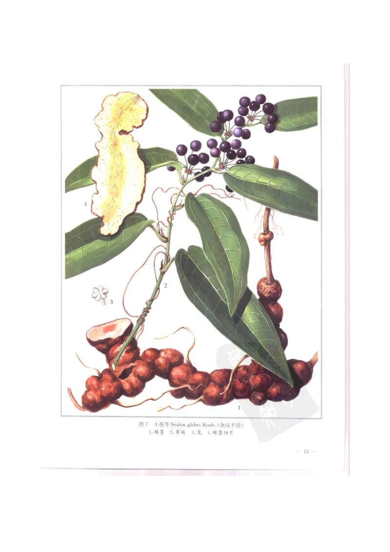 中国本草彩色图鉴（常用中药篇）（上卷）（钱信忠）_绝版书_天涯系列_t涯_绝版古籍电子书合集（13大类）_医书类_中国本草彩色图鉴（常用中药篇）_3册