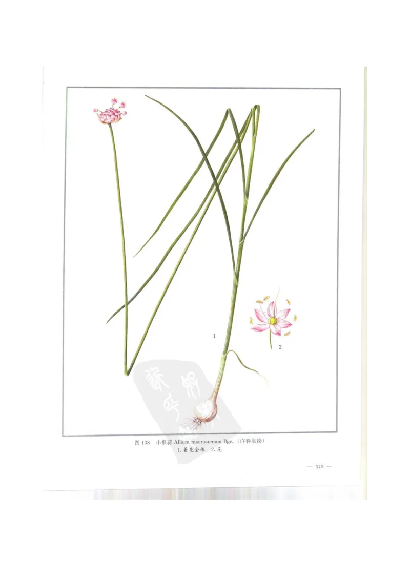 中国本草彩色图鉴（常用中药篇）（上卷）（钱信忠）_绝版书_天涯系列_t涯_绝版古籍电子书合集（13大类）_医书类_中国本草彩色图鉴（常用中药篇）_3册