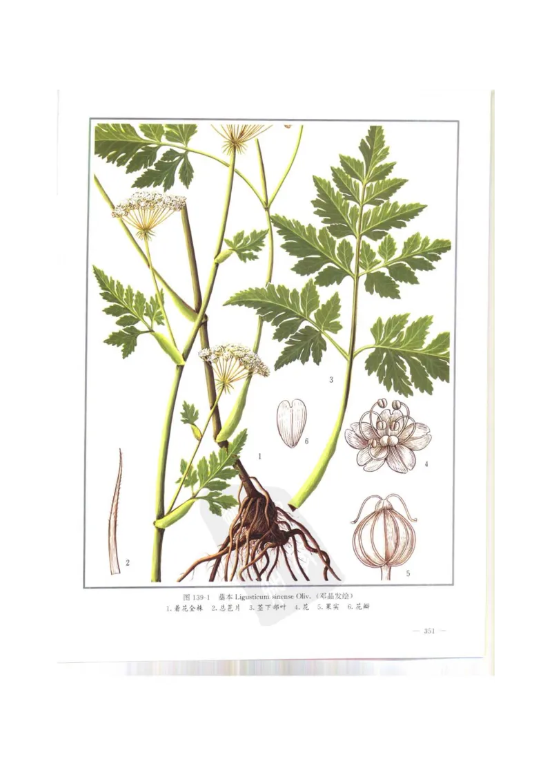 中国本草彩色图鉴（常用中药篇）（上卷）（钱信忠）_绝版书_天涯系列_t涯_绝版古籍电子书合集（13大类）_医书类_中国本草彩色图鉴（常用中药篇）_3册